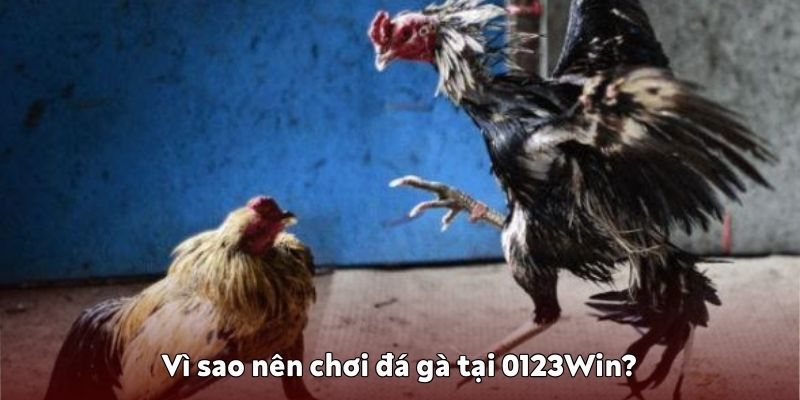 trò chơi đá gà tại 0123Win