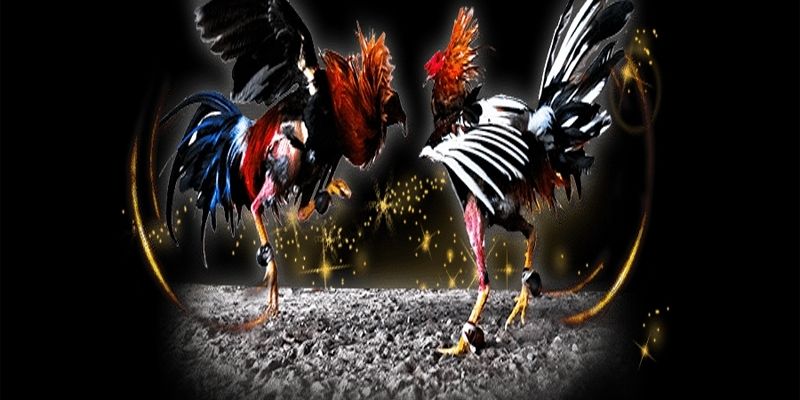 cược đá gà trực tiếp tại 0123Win