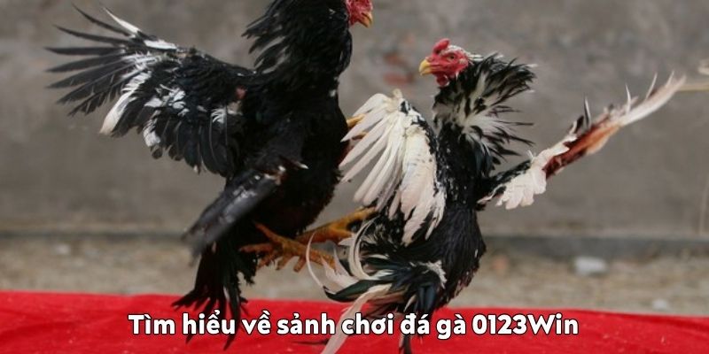 sảnh chơi đá gà 0123Win