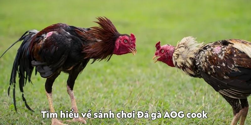chơi Đá gà AOG cook 