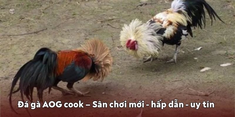 Đá gà AOG cook