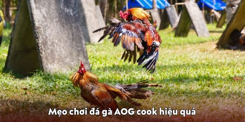 Mẹo nhỏ để chơi đá gà AOG cook hiệu quả