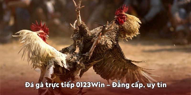 Đá gà trực tiếp 0123Win