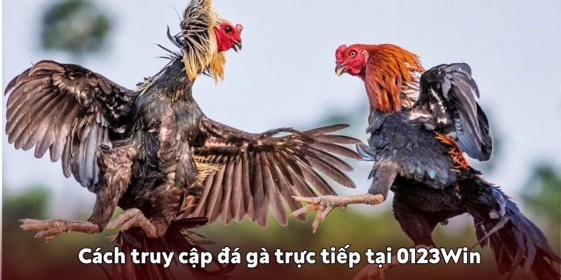 Cách truy cập đá gà trực tiếp tại 0123Win