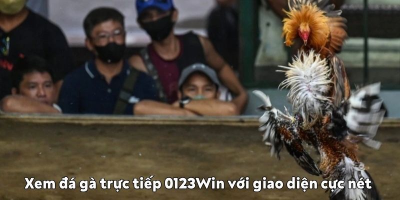 Xem đá gà trực tiếp 0123Win
