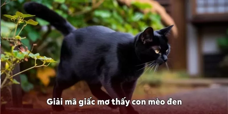 Mơ thấy con mèo đen - Điềm báo và gợi ý con số tại 0123Win 2 Mơ thấy con mèo đen