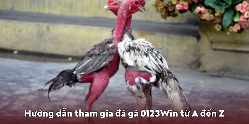 Hướng dẫn đá gà 0123Win