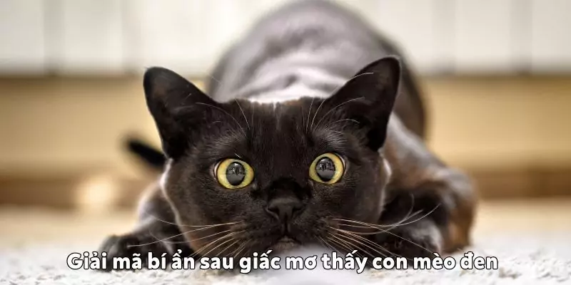 Giải mã bí ẩn sau giấc mơ thấy con mèo đen mơ thấy con mèo đen