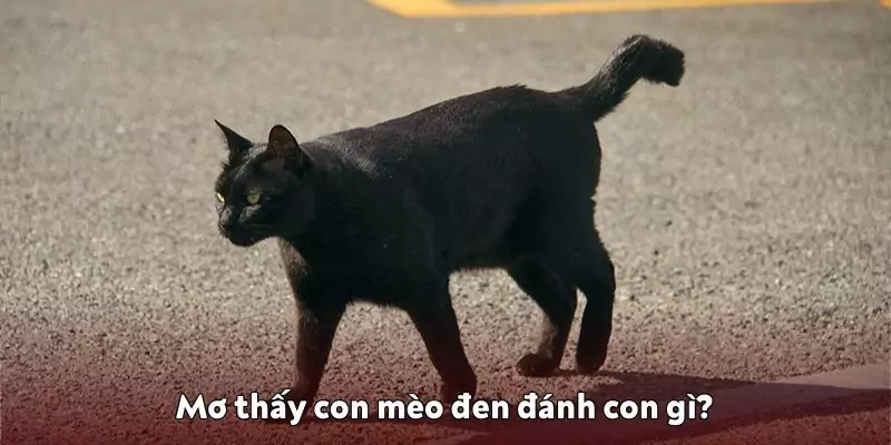 Mơ thấy con mèo đen - Điềm báo và gợi ý con số tại 0123Win 3 Mơ thấy con mèo đen đánh con gì?