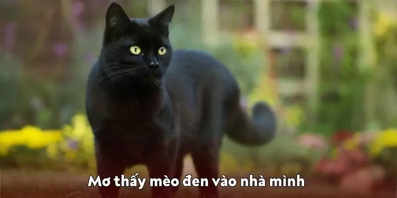 Mơ thấy con mèo đen - Điềm báo và gợi ý con số tại 0123Win 2 Mơ thấy mèo đen vào nhà mình dự báo về vị khách lạ