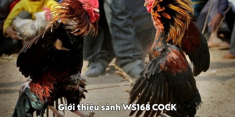 sảnh WS168 COCK đá gà 
