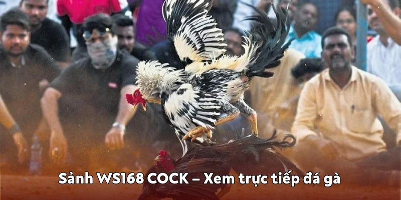 đá gà WS168 COCK