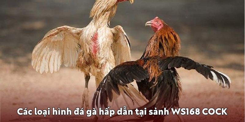 Các loại hình đá gà WS168 COCK