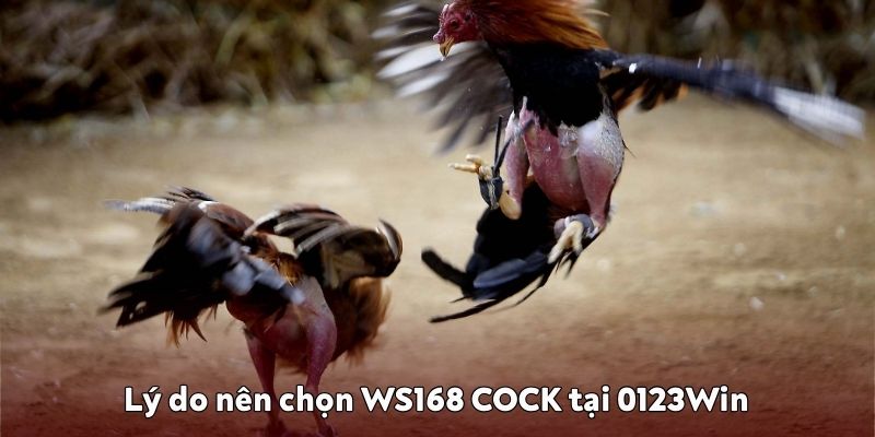 Vì sao nên chọn WS168 COCK
